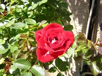 DSCN0887.webp