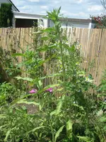 20090531_8556.webp