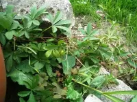 CIMG4959.webp