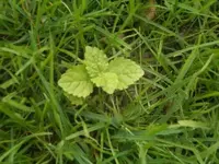 CIMG4960.webp