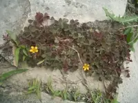 CIMG4964.webp
