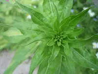 20090531_8561.webp