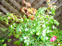 rose.webp