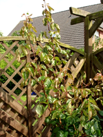 rose1.webp