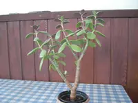 SANY06.webp