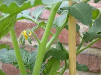 DSCN6522.webp