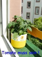 Cocktailtomate.webp