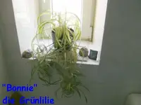 Grünlilie.webp