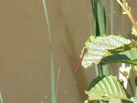 rote libelle.webp