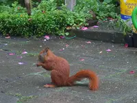 01-neuer gast-ein eichhörnchen-juni 2008.webp