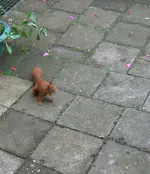02-neuer gast-ein eichhörnchen-juni2008.webp