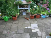 04-eichhörnchen im garten-juni 2008.webp
