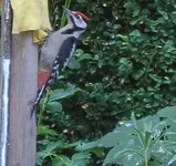 ein specht im garten01.webp