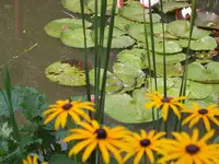 ringelnatter 02.webp