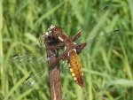 Libellula depressa (Plattbauch), Weibchen_001.jpg