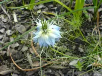 Unbekannte Pflanzen (2).webp