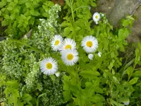 Unbekannte Pflanzen (3).webp