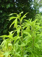 Unbekannte Pflanzen (1).webp