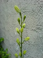 Unbekannte Pflanzen (4).webp