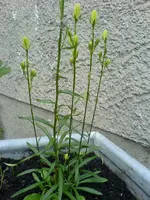 Unbekannte Pflanzen (5).webp