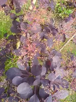 Unbekannte Pflanzen (6).webp