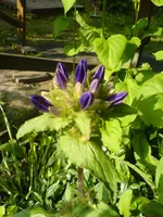 Unbekannte Pflanzen (7).webp
