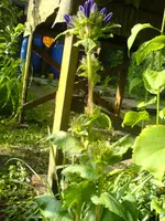 Unbekannte Pflanzen (8).webp