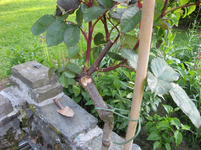 4a.webp