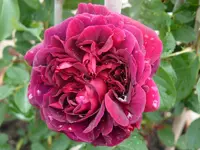 rose w.shakespeare2000-1.webp