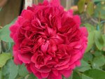 rose w.shakespeare2000-3.jpg