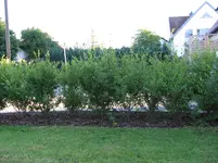 Gartentage 026.webp