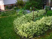 26.04.09 Garten 023.webp