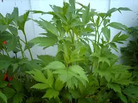 IMAG1938.webp