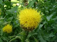 Riesenflockenblume (1).webp