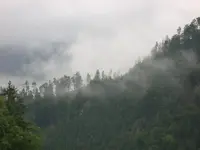Nebel.webp