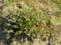 P1010035.webp