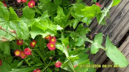 2009.06.01, neben Gloxinie.webp