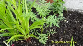 2009.06.01, wie Tagetes.webp