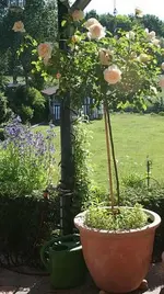 Hochstamm_klein.webp