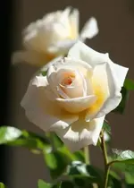 Blüte8_klein.webp