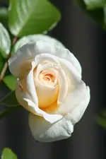 Blüte5_klein.webp