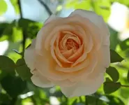 Blüte2_klein.webp