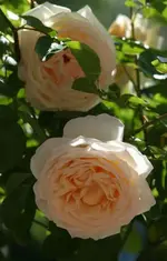 Blüte11_klein.webp