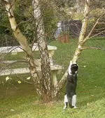 Baum mit vielen Staemmen....webp