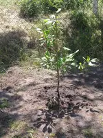 Garten 021.webp