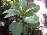 unbekannte Pflanze.webp