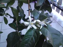 DSC00332.webp