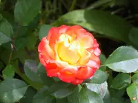 SA500233.webp