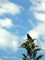 Amsel.webp