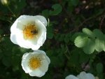 Wildrose Rosa Canina.JPG